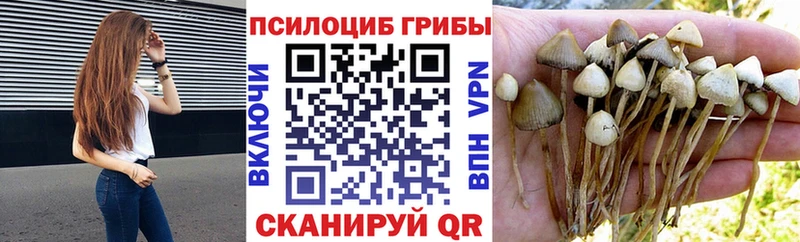 kraken вход Лермонтов Псилоцибиновые грибы Cubensis